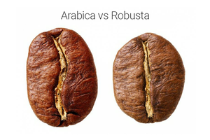 Кофейное зерно — что это? Разница арабики и робусты